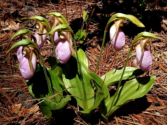 {Cypripedium acaule}